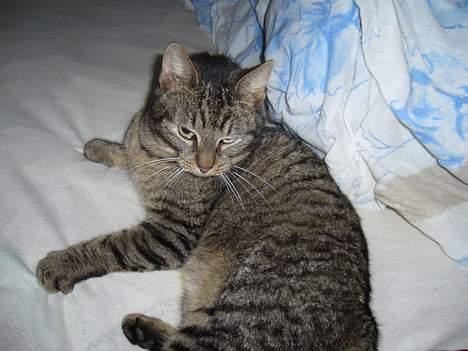 Huskat Casper billede 15