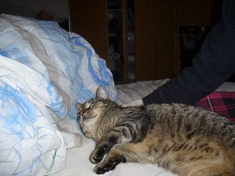 Huskat Casper billede 16