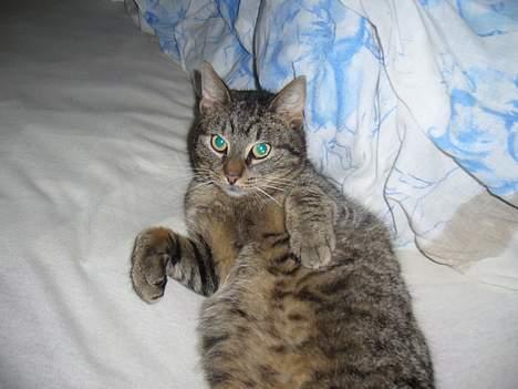 Huskat Casper billede 17