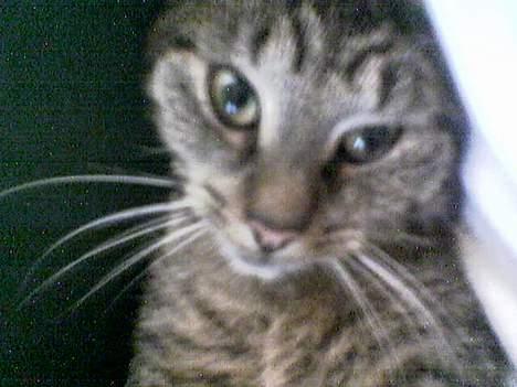 Huskat Casper billede 18