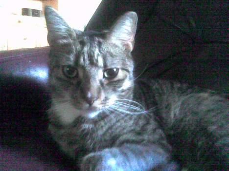 Huskat Miver billede 7