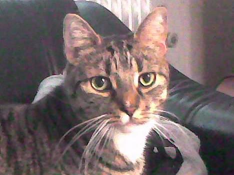 Huskat Miver billede 8