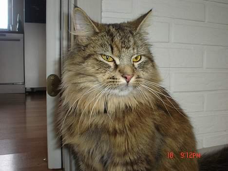 Blanding af racer Gucci - Sidder lige og venter på mad........ billede 1