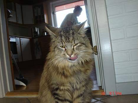 Blanding af racer Gucci - Det tager åbenbart sin tid...... billede 2