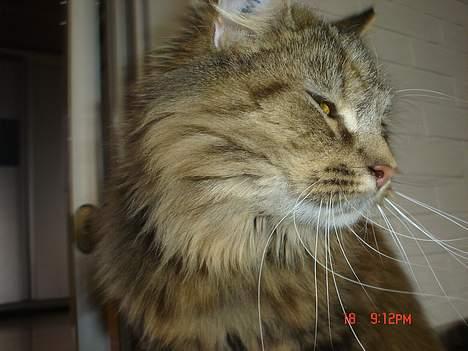 Blanding af racer Gucci - Venter stadig....... billede 3