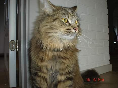 Blanding af racer Gucci - Suk.. billede 4