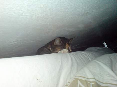 Blanding af racer Plet - Prøver at komme op i sengen.. billede 7