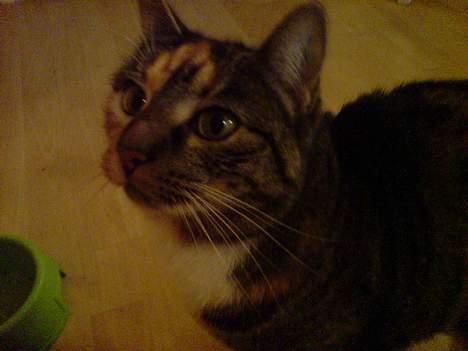 Blanding af racer Plet - Se lige de dejlige store øjne.. billede 9