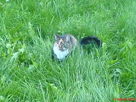 Blanding af racer Plet - Græsset er dejlig højt.. billede 10