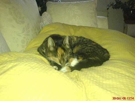 Blanding af racer Plet - Dejligt at putte på dynen.. Når der ikke er plads under.. billede 11