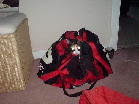 Blanding af racer Jessy billede 6