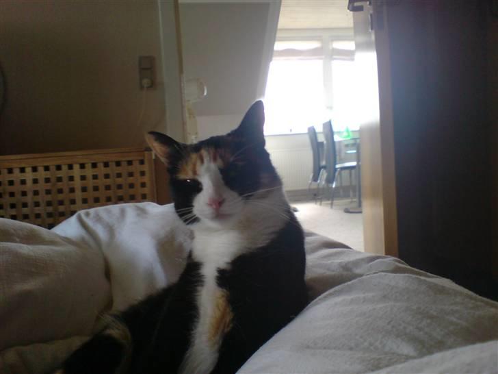 Blanding af racer Jessy - Godmorgen:) billede 7