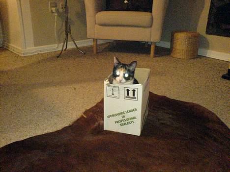 Blanding af racer Jessy billede 8