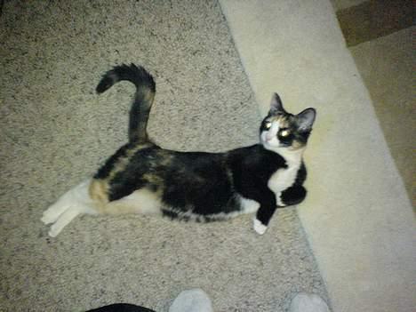 Blanding af racer Jessy - kunst at ligge sådan:) billede 9