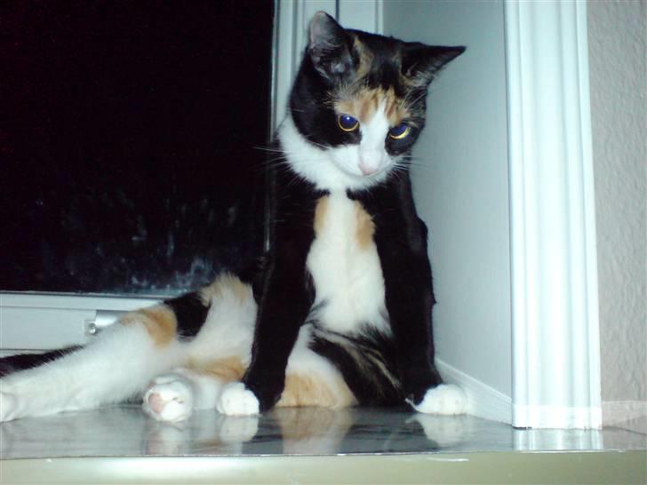 Blanding af racer Jessy billede 10