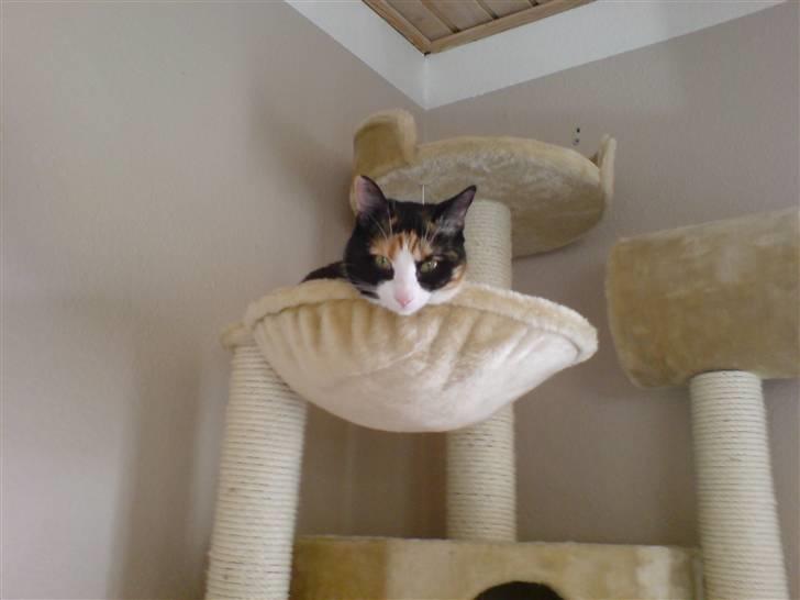 Blanding af racer Jessy billede 11