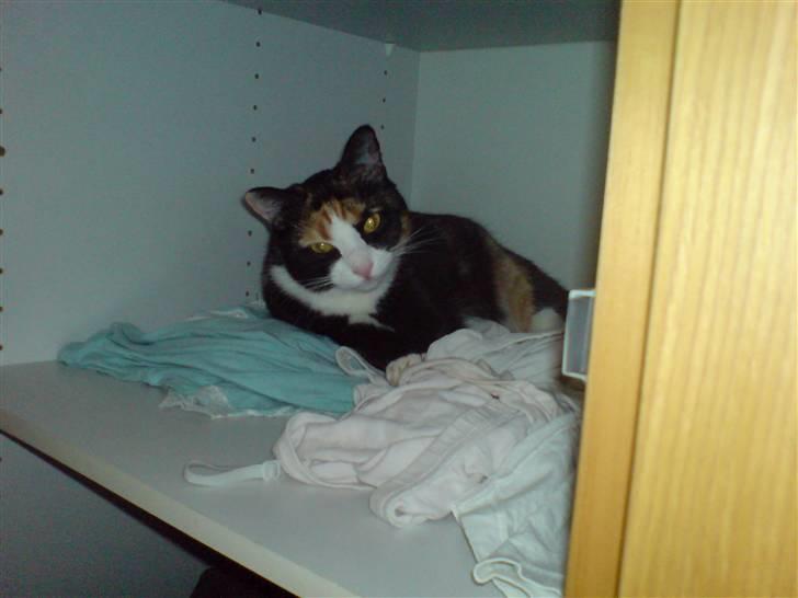 Blanding af racer Jessy - Når mor ik er hjemme er hendes tøj en god erstatning... billede 12