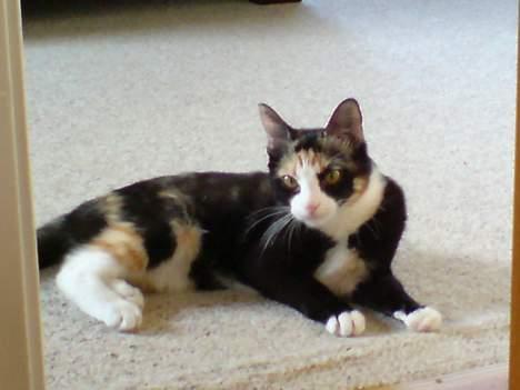 Blanding af racer Jessy billede 13