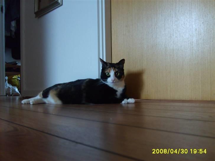 Blanding af racer Jessy - nyt ( 1 maj ) billede 14