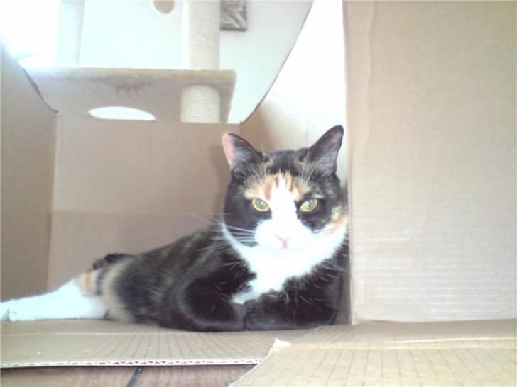 Blanding af racer Jessy - august 08 billede 15