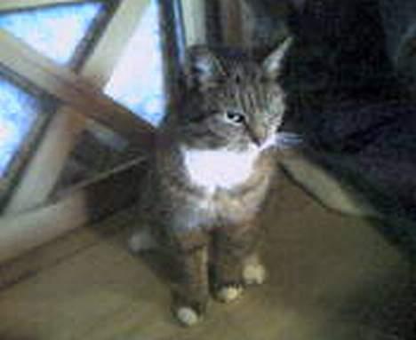 Huskat Tikki - Tikki i køkknet billede 10