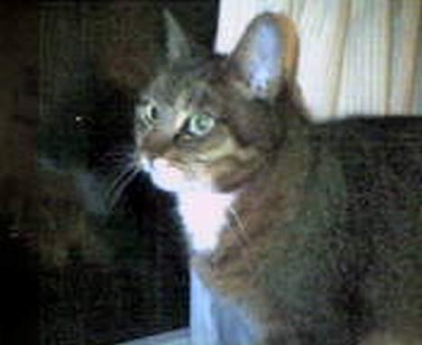 Huskat Tikki - Tikki billede 11