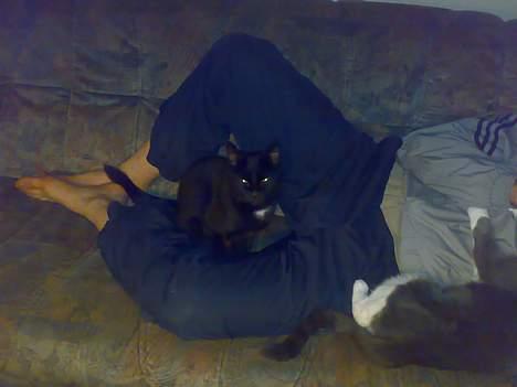 Huskat buller billede 11