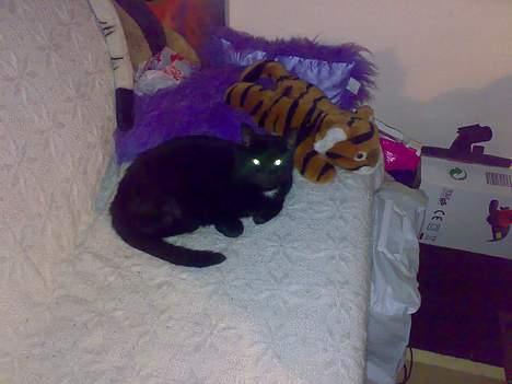 Huskat buller billede 12