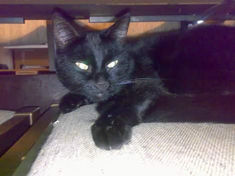 Huskat buller billede 13