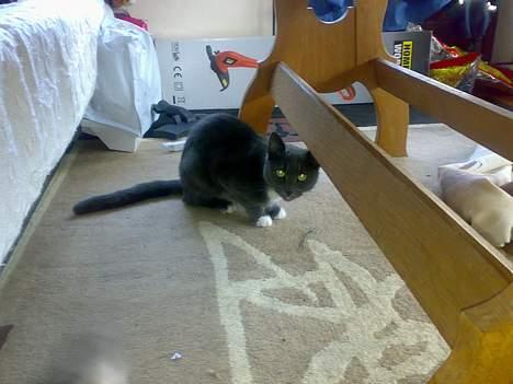 Huskat futte billede 9