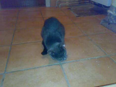 Huskat futte billede 10