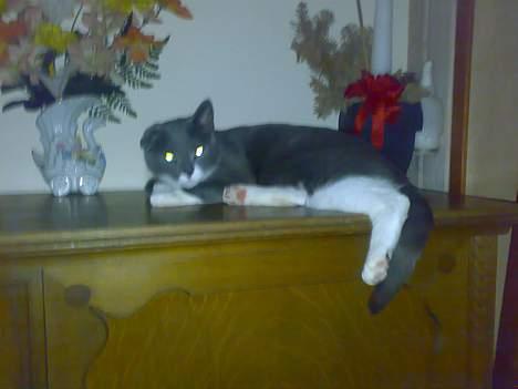 Huskat perle billede 11