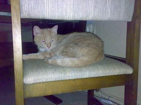 Huskat lucky (DØD) billede 11