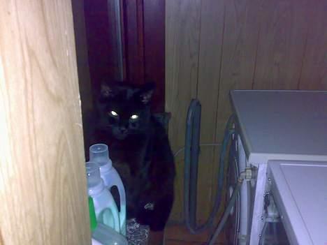 Huskat bamse billede 6