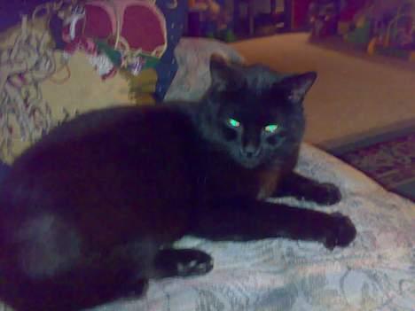 Huskat bamse billede 7