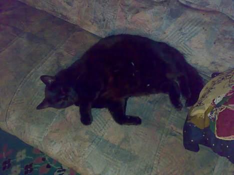 Huskat bamse billede 8