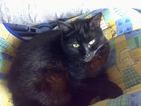 Huskat bamse billede 9