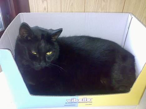 Huskat bamse billede 10