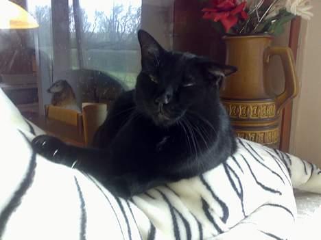 Huskat plet billede 8