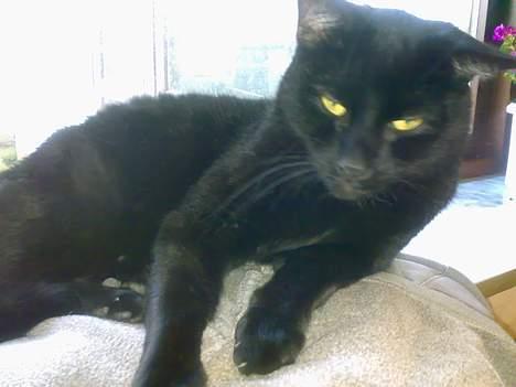 Huskat plet billede 9