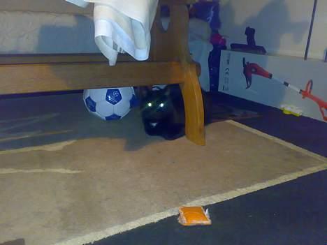 Huskat buller billede 14