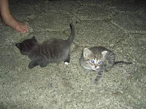 Blanding af racer Killingerne *Solgt* - juli 2005 billede 1