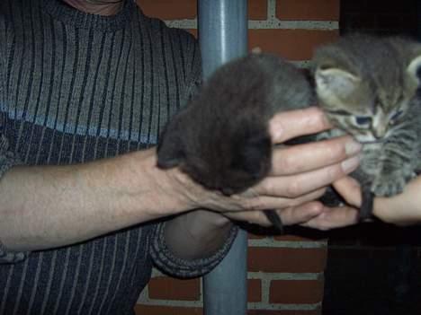 Blanding af racer Killingerne *Solgt* - juli 2005 billede 2