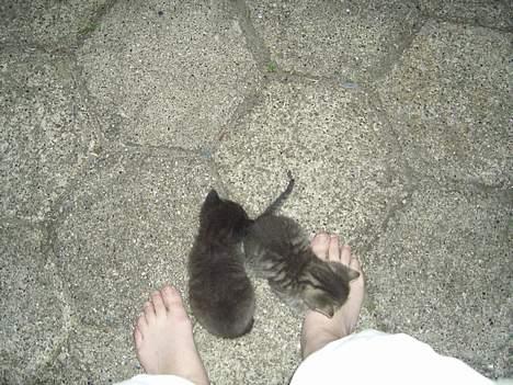 Blanding af racer Killingerne *Solgt* - juli 2005 billede 3