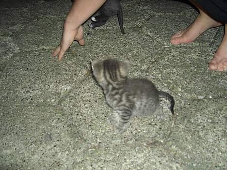 Blanding af racer Killingerne *Solgt* - juli 2005 billede 4