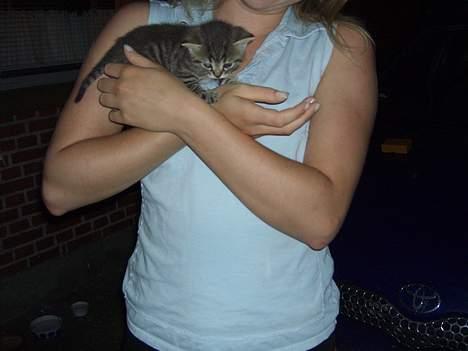 Blanding af racer Killingerne *Solgt* - juli 2005 billede 5