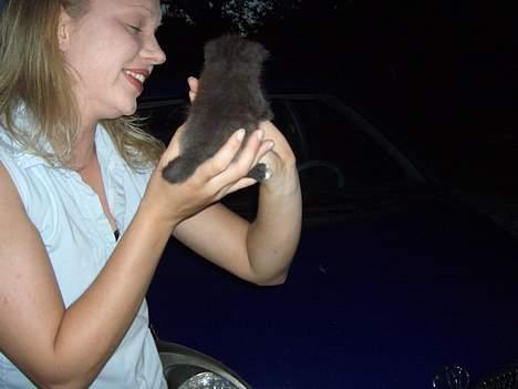 Blanding af racer Killingerne *Solgt* - juli 2005 billede 6