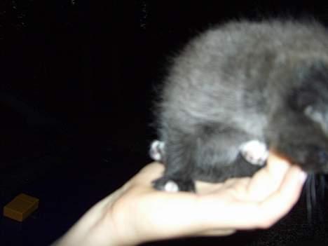 Blanding af racer Killingerne *Solgt* - juli 2005 billede 7