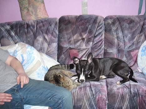 Huskat Casper billede 19