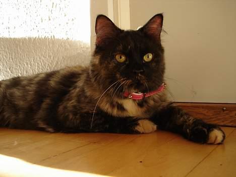 Blanding af racer Pjuske billede 1